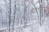 Road through the woods