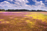 Colorful field