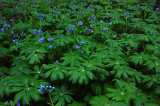 Mayapples & bluebells