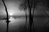 Curved trees