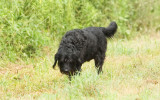 Rufus on trail August 07