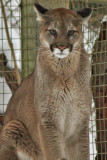 The Cougar Stare
