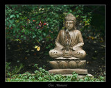 Sparrow and the Buddha