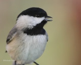 3-9-09 chickadee 0058.jpg