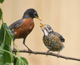 5-24-09 robin baby 0011 .jpg