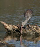 11-8-09 ibis juvie 9168.jpg