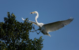 12-20-09 egret landing 1730.jpg