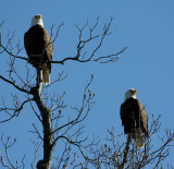 12-27-09 eagle pair 3159.jpg