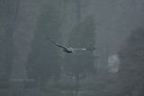 12-31-09 pelican in fog 3936.jpg