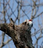 1-24-10 red headed woodpecker 5218.jpg