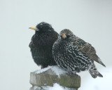 1-30-10 starlings snow 5556.jpg