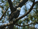 2-7-10-female-eagle-6885.jpg