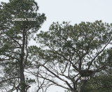 camera-tree-nest-7163.jpg