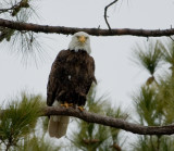 2-13-10-eagle-male-7294.jpg