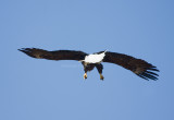 2-21-10-eagle-female-7686.jpg