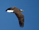 3-6-10-eagle-female-9648.jpg