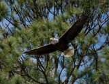 3-18-10-female-with-branch-1051.jpg