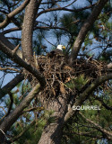 3-20-10-squirrel-below-nest-2181.jpg