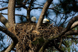 3-20-10-eagle-pair-2106.jpg