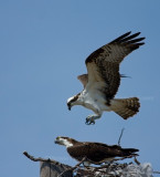 3-21-10-osprey-pair-3013.jpg