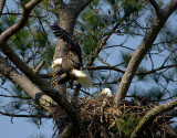 3-21-10 eagle pair 2799.jpg