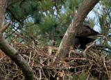 4-4-10-eaglets-9160.jpg