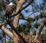 4-10-10-female--chick-0228.jpg