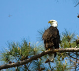 4-10-10-male-eagle--dragon-0833.jpg