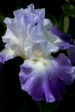 4-17-10-3348-iris.jpg