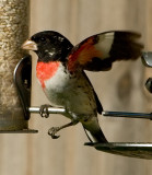 4-26-10-5397-rose-breasted-grosbeak.jpg