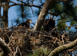 5-1-10-6601-eaglet.jpg