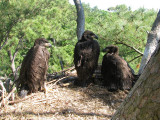 5-5-10-2556-3-eaglets.jpg