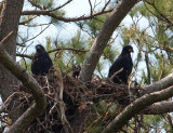 5-14-10-9420-3-eaglets.jpg