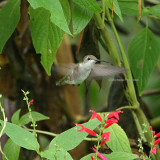 ruby throated hummingbird 0154 10-27-07.jpg