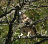 Red Tail Hawk 3 with bling 0369 11-3-07.jpg