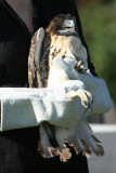 red tail hawk 2 0216 11-3-07.jpg