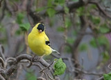 goldfinch male 0076 4-19-08.jpg