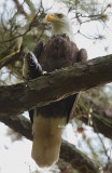 eagle perched with fish 0012 4-25-08.jpg