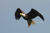 eagle with fish 0090 4-25-08.jpg