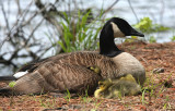 goose and goslings 0697 5-2-08.jpg
