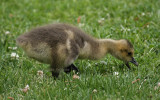 gosling 0650 5-2-08.jpg