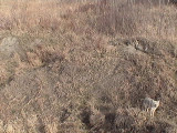 coyote captured by the BLESS Webcam, May 2
