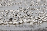 Oies blanches - Baie du Febvre.jpg