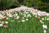 Les tulipes  Ottawa.JPG