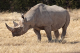 Black Rhino