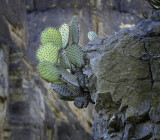 Cactus Santa Elena Canyon