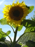 Sunflowers July 2008