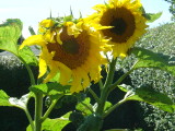 Sunflowers July 2008