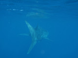 Exmouth diving (14) Whale Shark.jpg
