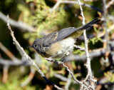 Warbler Virginias D-005.jpg